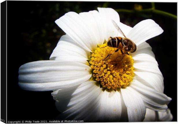 Honey Bee on Flower Canvas Print by Philip Teale
