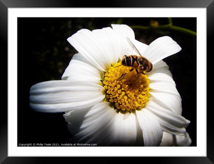 Honey Bee on Flower Framed Mounted Print by Philip Teale