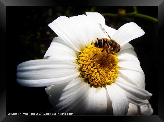 Honey Bee on Flower Framed Print by Philip Teale