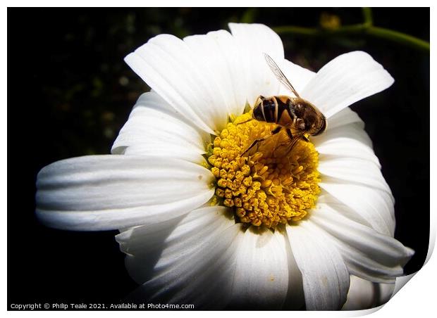 Honey Bee on Flower Print by Philip Teale