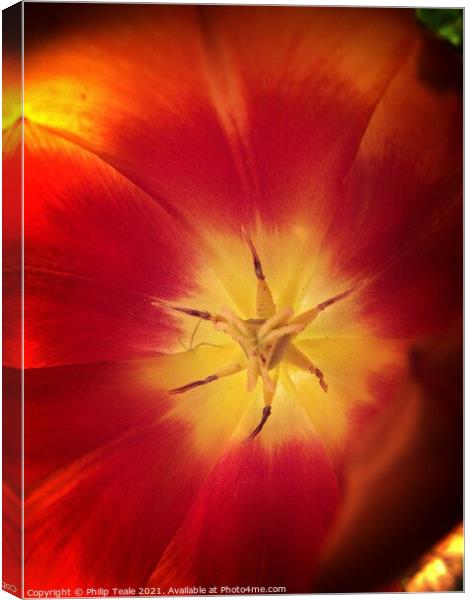 Flower Close-Up Canvas Print by Philip Teale