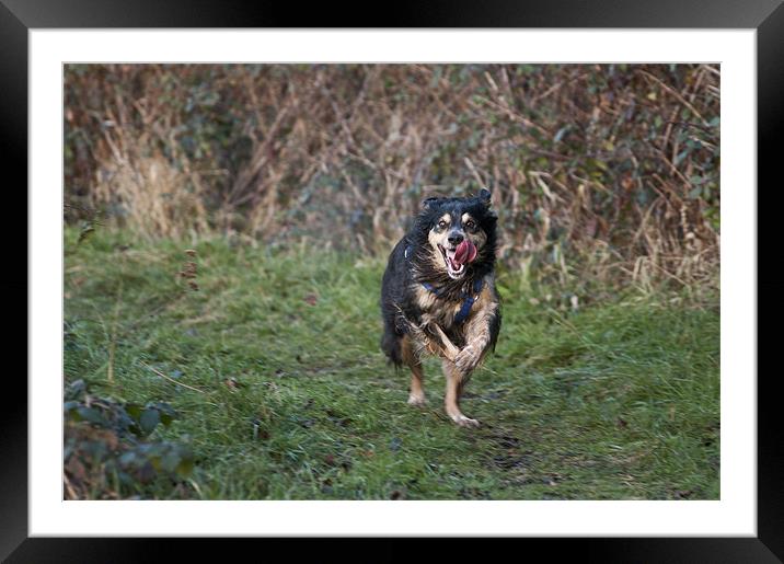 Onrushing Dog Framed Mounted Print by Steve Purnell