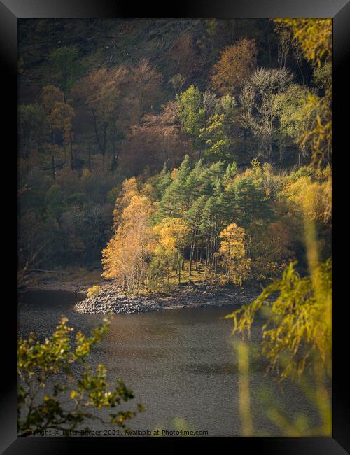 Autumn trees on the shores of Thirlmere Framed Print by Peter Barber