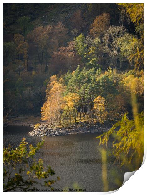 Autumn trees on the shores of Thirlmere Print by Peter Barber