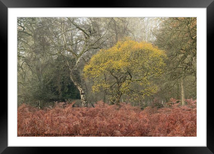 The Bolderwood pair Framed Mounted Print by Peter Barber