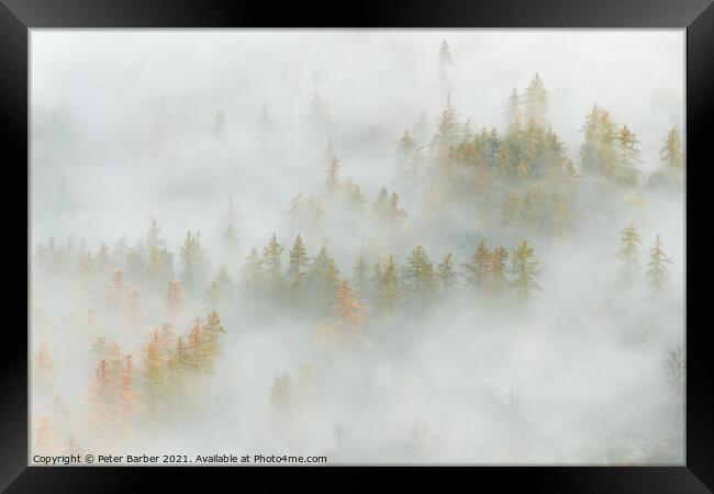 Great Wood in the Lake District lost in the fog Framed Print by Peter Barber