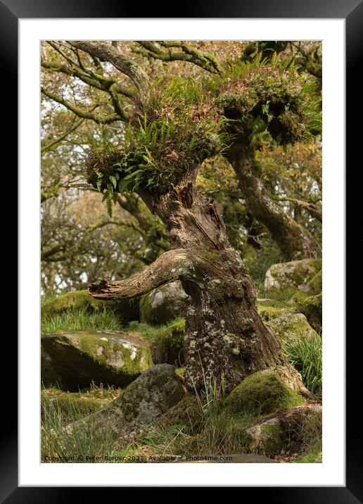 Interesting tree in Wistmanns Wood Dartmoor Framed Mounted Print by Peter Barber