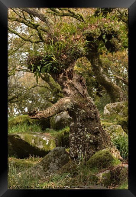 Interesting tree in Wistmanns Wood Dartmoor Framed Print by Peter Barber