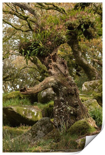 Interesting tree in Wistmanns Wood Dartmoor Print by Peter Barber