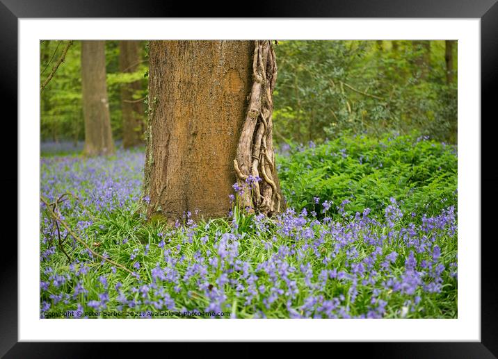 Lone tree in Bluebells Framed Mounted Print by Peter Barber