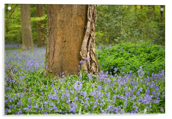 Lone tree in Bluebells Acrylic by Peter Barber