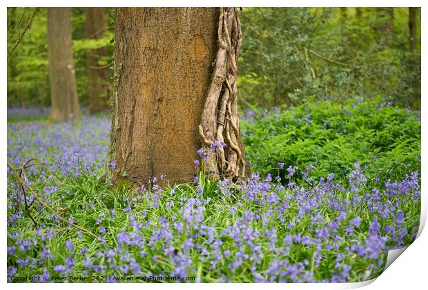 Lone tree in Bluebells Print by Peter Barber