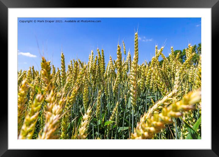 The Fields of Barley. Framed Mounted Print by Mark Draper