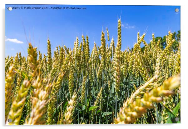 The Fields of Barley. Acrylic by Mark Draper