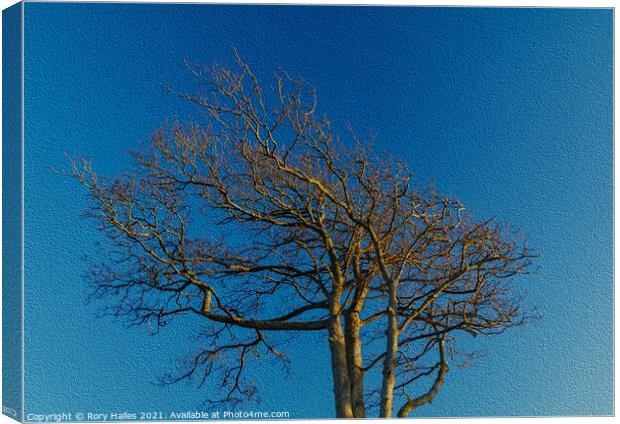 Tree blue sky Canvas Print by Rory Hailes