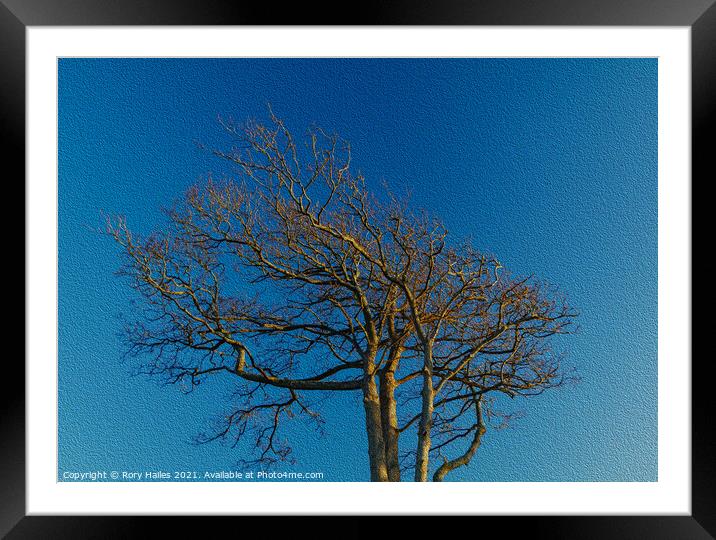 Tree blue sky Framed Mounted Print by Rory Hailes