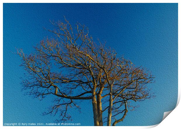 Tree blue sky Print by Rory Hailes