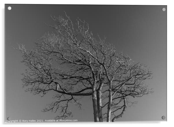 Tree against sky Acrylic by Rory Hailes