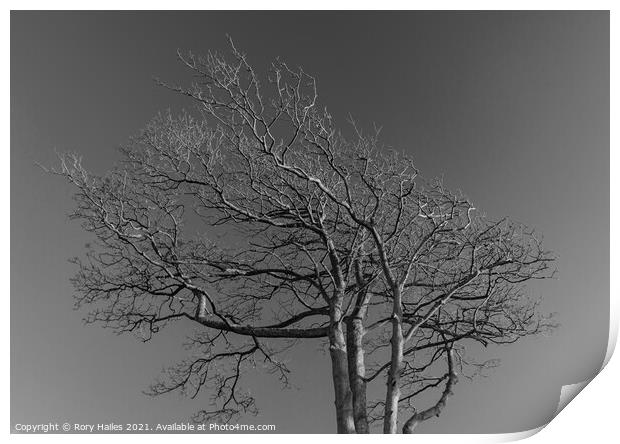 Tree against sky Print by Rory Hailes