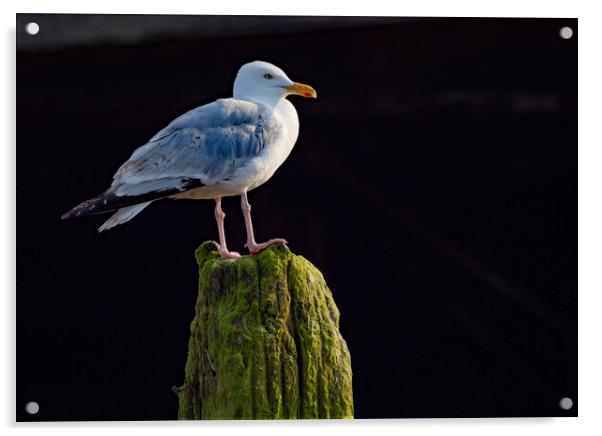 Herring Gull Worthing Acrylic by Clive Eariss
