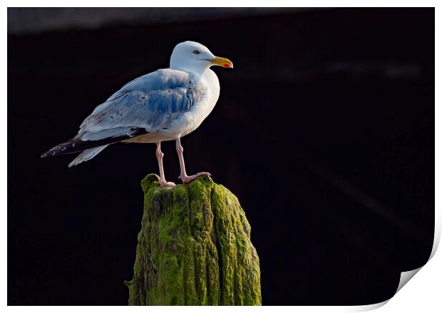 Herring Gull Worthing Print by Clive Eariss