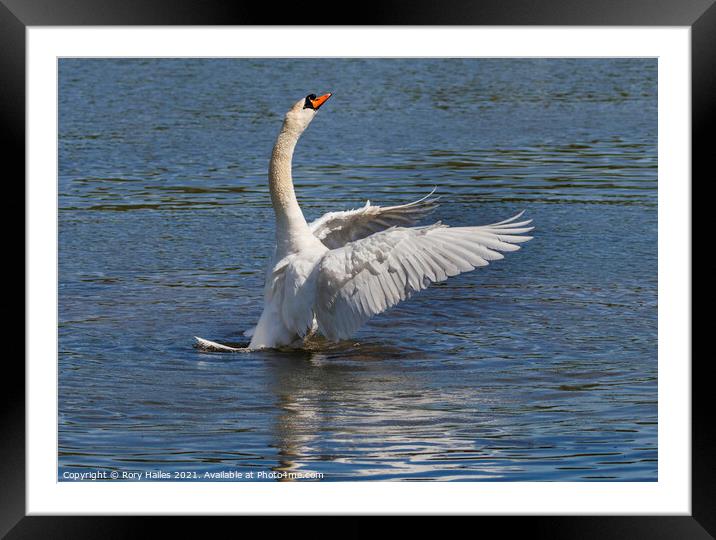 Swan flapping its wings Framed Mounted Print by Rory Hailes