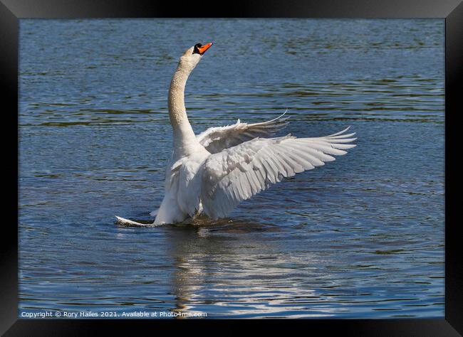 Swan flapping its wings Framed Print by Rory Hailes