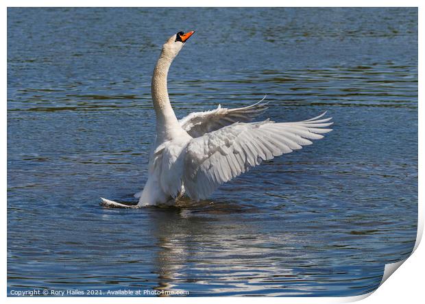 Swan flapping its wings Print by Rory Hailes