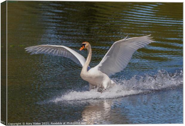 Swan with its wings out Canvas Print by Rory Hailes