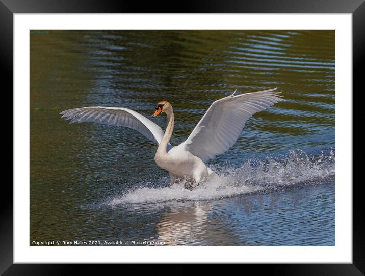 Swan with its wings out Framed Mounted Print by Rory Hailes