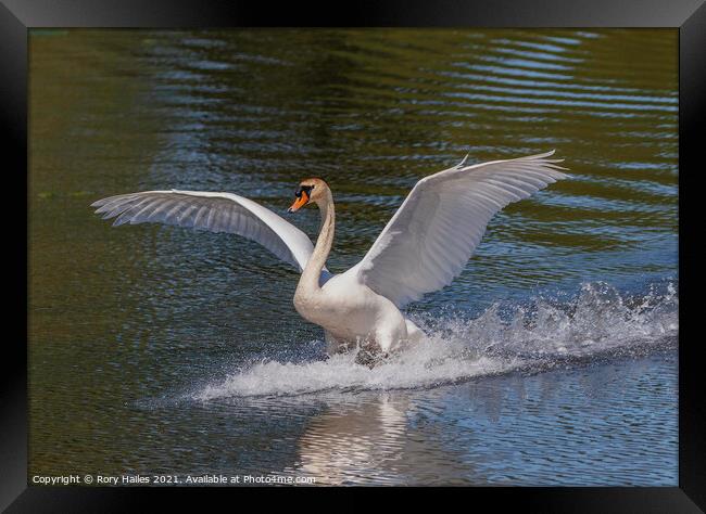 Swan with its wings out Framed Print by Rory Hailes
