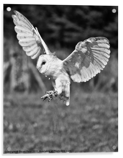 Barn owl (Tyto alba) Acrylic by Stuart Reid