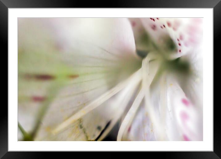 Extreme macro shot of a pattern in Clematis cirrhosa L. Ranunculaceae Early Virgin's-bower flower. Abstract beauty in nature background, Wallpaper image Framed Mounted Print by Arpan Bhatia