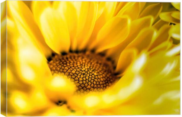 Vibrant yellow daisy sunflower extreme macro close up shot selective focus and gradually going out of focus petals. Beauty in nature background or wallpaper fine art Canvas Print by Arpan Bhatia