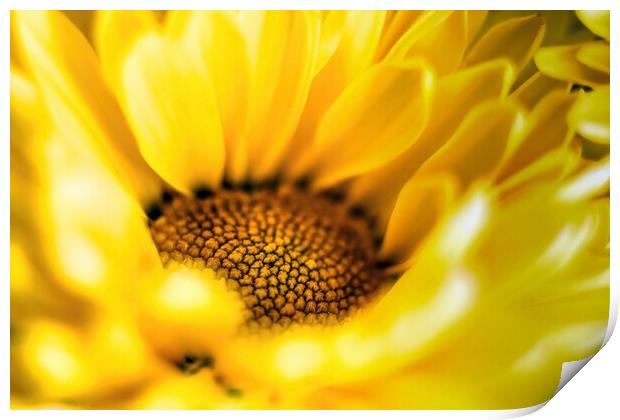 Vibrant yellow daisy sunflower extreme macro close up shot selective focus and gradually going out of focus petals. Beauty in nature background or wallpaper fine art Print by Arpan Bhatia