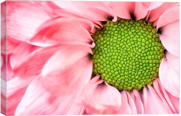 echinacea purpurea moench Exteme macro close up selective focus of a purple pink daisy cone flower with petals. Beauty in nature background or wallpaper fine art. Canvas Print by Arpan Bhatia