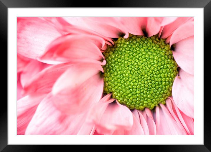 echinacea purpurea moench Exteme macro close up selective focus of a purple pink daisy cone flower with petals. Beauty in nature background or wallpaper fine art. Framed Mounted Print by Arpan Bhatia