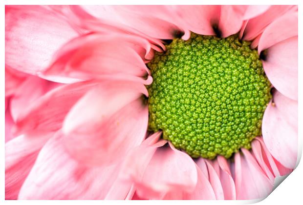 echinacea purpurea moench Exteme macro close up selective focus of a purple pink daisy cone flower with petals. Beauty in nature background or wallpaper fine art. Print by Arpan Bhatia