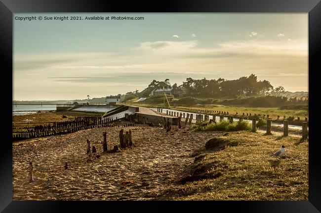 The Golden Hour at Lepe Framed Print by Sue Knight