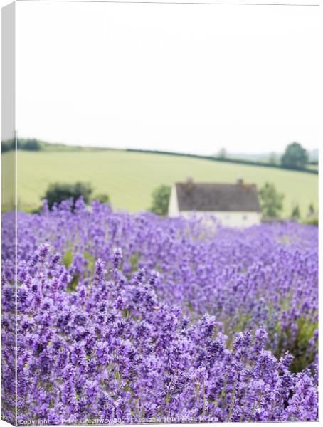 Cotswold Lavender At Snowshill, Worcestershire Canvas Print by Peter Greenway