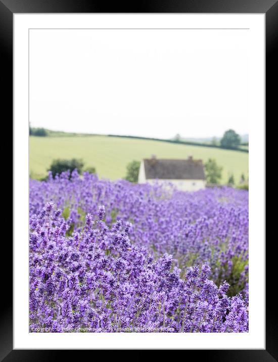 Cotswold Lavender At Snowshill, Worcestershire Framed Mounted Print by Peter Greenway