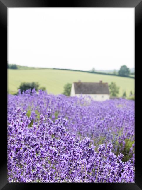 Cotswold Lavender At Snowshill, Worcestershire Framed Print by Peter Greenway