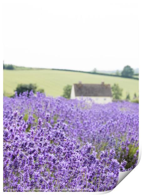 Cotswold Lavender At Snowshill, Worcestershire Print by Peter Greenway
