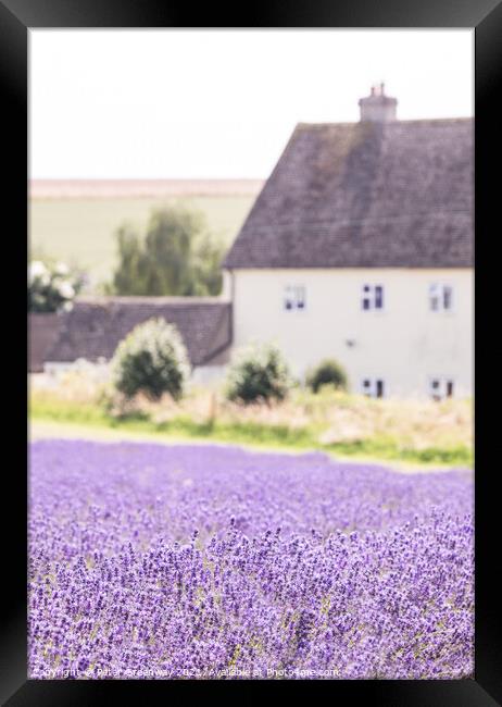 Cotswold Cottage Amongst The Lavender Fields At Snowshill Framed Print by Peter Greenway