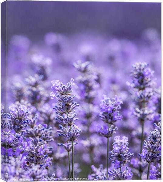 Cotswold Lavender Blooms At Snowshill, Worcestershire Canvas Print by Peter Greenway