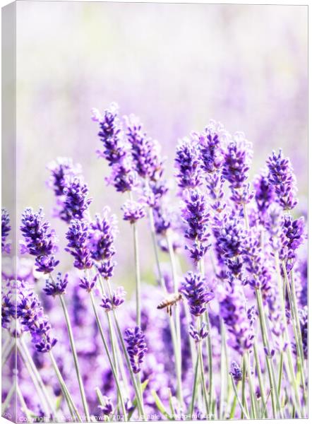 Cotswold Lavender Blooms At Snowshill, Worcestershire Canvas Print by Peter Greenway