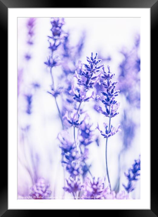 Cotswold Lavender Blooms At Snowshill, Worcestershire Framed Mounted Print by Peter Greenway
