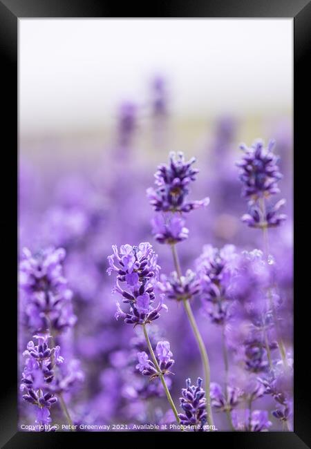Cotswold Lavender Blooms At Snowshill, Worcestershire Framed Print by Peter Greenway