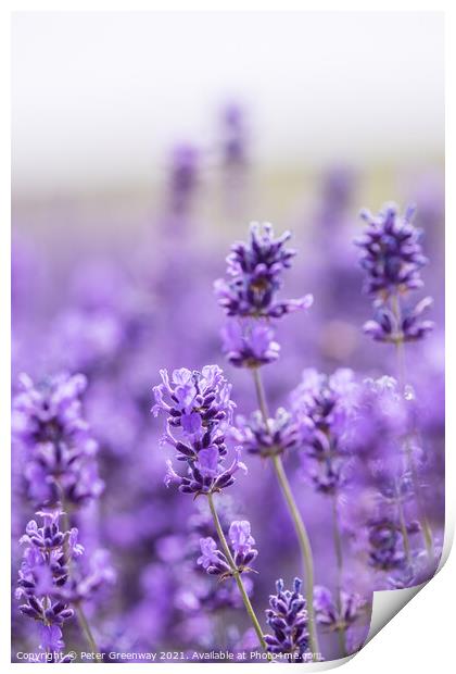 Cotswold Lavender Blooms At Snowshill, Worcestershire Print by Peter Greenway