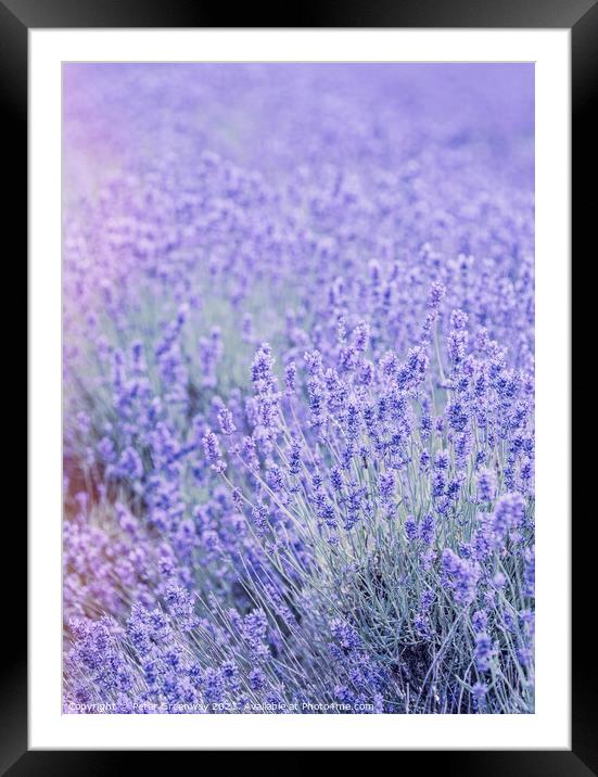 Cotswold Lavender At Snowshill Framed Mounted Print by Peter Greenway